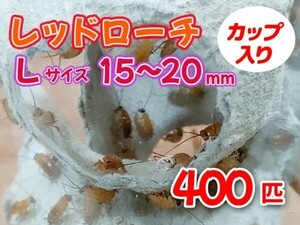 レッドローチ L サイズ 15～20mm 400匹 カップ入り 生餌 爬虫類 両生類 肉食熱帯魚 小型哺乳類 エサ 活餌 [3485:gopwx2]