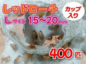 re draw chiL size 15~20mm 400 pcs cup entering raw bait reptiles amphibia meat meal tropical fish small size mammalian feed . bait [3485:gopwx]