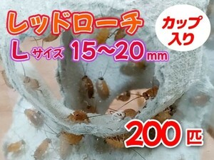 レッドローチ L サイズ 15～20mm 200匹 カップ入り 生餌 爬虫類 両生類 肉食熱帯魚 小型哺乳類 エサ 活餌 [3414:gopwx]