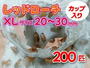 レッドローチ 成虫 XL サイズ 20～30mm カップ入り 200匹 生餌 爬虫類 両生類 肉食熱帯魚 小型哺乳類 エサ 活餌 [3419:gopwx2]