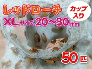 レッドローチ 成虫 XL サイズ 20～30mm カップ入り 50匹 生餌 爬虫類 両生類 肉食熱帯魚 小型哺乳類 エサ 活餌 [3585:gopwx2]