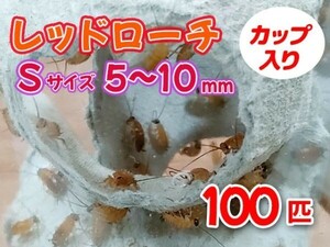 レッドローチ S サイズ 5～10mm 100匹 カップ入り 生餌 爬虫類 両生類 肉食熱帯魚 小型哺乳類 エサ 活餌 [3403:gopwx2]