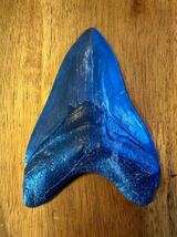 メガロドン 歯 化石 アメリカ サウスカロライナ サメの歯 三葉虫 アンモナイト ナチュラル_画像2