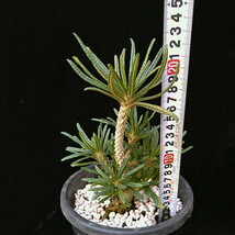 ドルステニア　ギガス　ブラータ　【Dorstenia gigas f. bullata】 　サボテン　多肉植物　挿し木 No.4_画像8