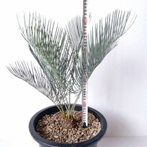 【サイカス カイルンシアナ】Cycas Cairnsiana　ブルーリーフ★ソテツ★塊根植物　コーデックス★　CITES証明書付　No.1_画像5