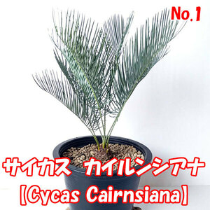 【サイカス カイルンシアナ】Cycas Cairnsiana　ブルーリーフ★ソテツ★塊根植物　コーデックス★　CITES証明書付　No.1