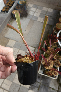 【食虫植物】　Sarracenia x Leah Wilkerson, MK H112