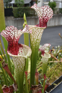 【食虫植物】 Sarracenia leucophylla Red Stripe Throat, 種子 約２０粒 