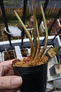 【食虫植物】　Sarracenia leucophylla "Ben´s Bog", Baldwin Co., iP L 19, CK