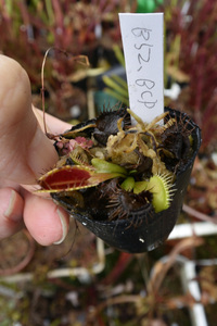 【食虫植物】　Dionaea muscipula B52, BCP