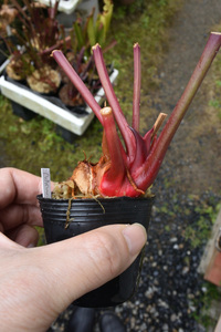 【食虫植物】　レアもの充実株です！Sarracenia x Adrian Slack, MK H113