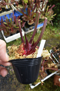 【食虫植物】　Sarracenia alata var. nigropurpurea . Black tube, Stocky pubescent, MK A28