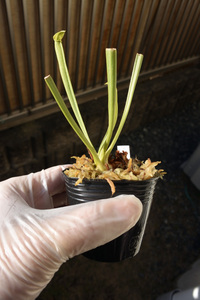 【食虫植物】　Sarracenia rubra ssp. jonesii f. viridescens