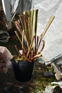 【食虫植物】　Sarracenia alata Deep Maroon Throat, ex Welham , CK