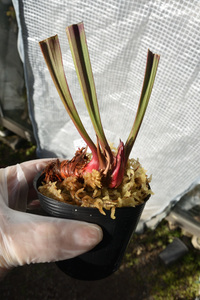 【食虫植物】　Sarracenia leucophylla Rose, 八重咲