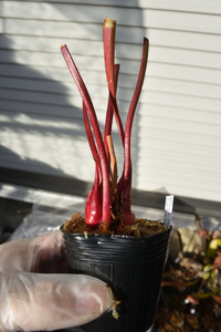 【食虫植物】　Sarracenia minor Okefenokee Carton Co., JCPS