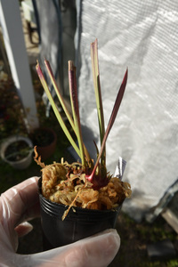【食虫植物】　人気のレウコ！Sarracenia leucophylla Red Stripe Throat, Cedric