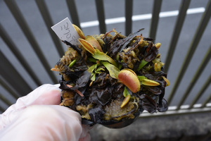 【食虫植物】　Dionaea muscipula BCP clone aka Microdent ,ミクロデンテ