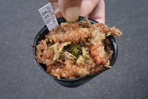 【食虫植物】　Drosera filiformis 京都・春草園由来