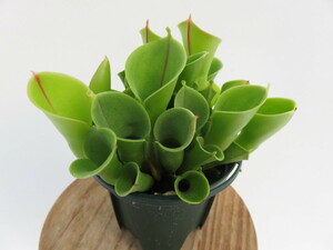 Heliamphora minor　2.5号 ヘリアンフォラ【食虫植物・在庫限定】