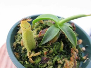 N.hamata 'Lunut' best selicted clone BE-3380-XS 2号【現品限り】ネペンテス 食虫植物_14499