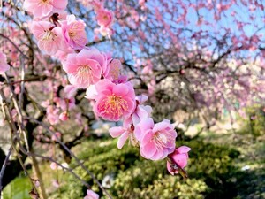 画像データ 即決1円 梅の花の画像 相互評価 送料無料