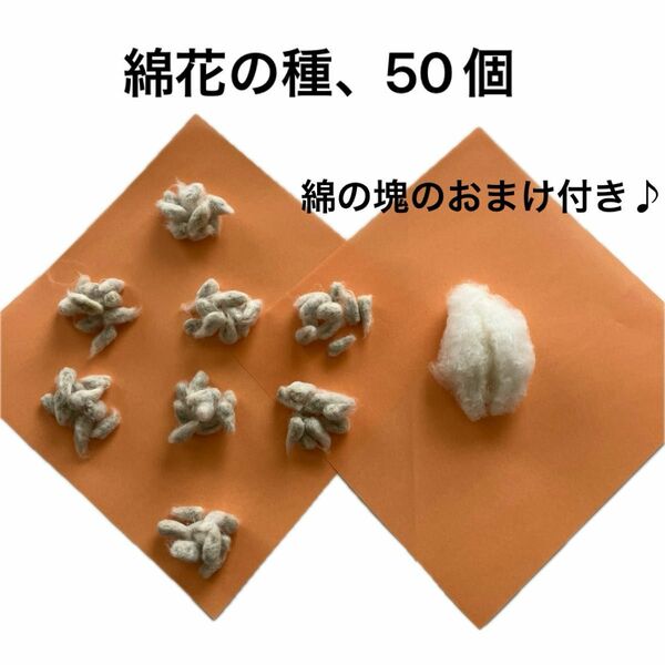 綿花の種　50個