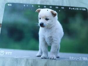 使用済み　テレカ　子犬シリーズ　散歩　NTT　＜111-024＞105度数