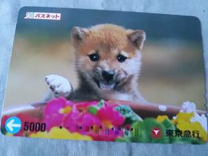  использованный . Passnet Card 5000 иен бобы .. собака Tokyo экспресс 
