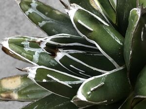 『アガベ-笹の雪/コンパクトサイズ・ワイルドペンキ】多肉植物・ニッケルシー・姫笹雪・