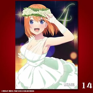 【新品】五等分の花嫁　中野四葉　イラストフィルム　よつば　佐倉綾音　Ａ３サイズ　中村路之将　春場ねぎ　No.14【未開封・正規品】