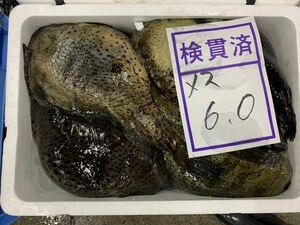 北海道函館産ごっこ（メス）3ｋｇ（2尾前後）〔Ｂ〕北港直販☆ホテイウオ・魚〔代引き不可〕