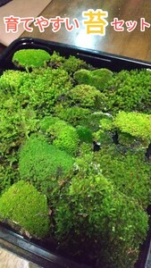 育てやすい苔セット☆テラリウム素材・盆栽・植木周りに補充☆おてがるすぎる配送ネコポス便発送