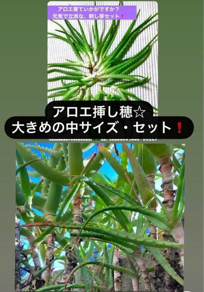 【無農薬!アロエ】中サイズ&挿し穂4本セット☆おまけつき★元気なアロエです☆ 多肉植物☆オーガニックアロエ!