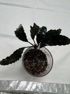 【エビオドリ】ブセファランドラ セガダウレッド Bucephalandra Sekadau Red 1株