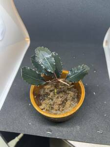 【エビオドリ】Bucephalandra Round leaf Bengkayang ブセファランドラ ラウンドリーフベングカヤン1株