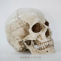 A9533☆新品医療モデル 1:1 人間 頭部モデル 頭蓋骨 解剖学 レプリカ 樹脂 インテリア アンティーク ハロウィン スカル 髑髏 骸骨_画像1