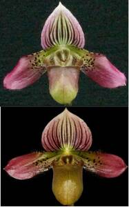 初蕾付株 Paph acmodontum ① 原種 パフィオ 洋蘭 