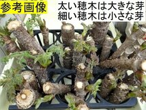 1000円～【黒部産】天然・棘有・タラの木・水耕・穂木・多用途・60サイズ略満タンφ14mm～27mm≒30本 重量≒820g_画像7