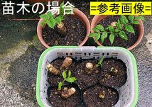 1000円～【黒部産】天然・棘有・タラの木・水耕・穂木・多用途・60サイズ略満タンφ14mm～27mm≒30本 重量≒820g_画像5