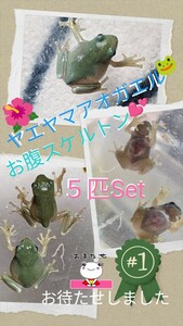 ●ヤエヤマアオガエル幼体５匹×６Set★卵・オタマジャクシから飼育★発送日限定★検索→アマガエル・シュレーゲルアオガエル(#^.^#)／★＊