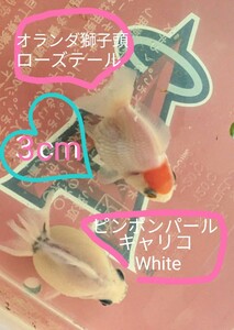 ●1000円スタ●ピンポンパールキャリコWhite＆オランダ獅子頭ローズテール★計２匹★発送日or時間帯限定★ヤマト60発送(#^.^#)／★＊