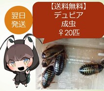 デュビア成虫♀20匹＋死着保障2匹_画像1