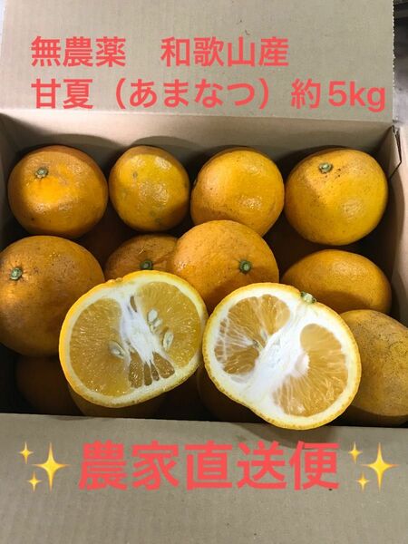 【訳あり品　無農薬　和歌山産　甘夏　5kg 農家直送便】