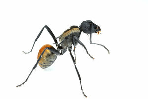S-Ant・Polyrhachis ammon・Golden tailed spiny ant・新女王アリ・アリ
