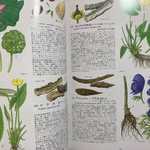 大図鑑 原色牧野和漢薬草大図鑑 三橋博 北隆館 昭和63年の画像8