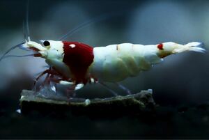 【本日限定】《Howl＆Louis》Red Bee Shrimp ♀ 超極上 種親にどうぞ ⑥