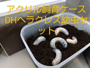 【百鬼丸】アクリル飼育ケース、DHヘラクレス幼虫５匹飼育セット