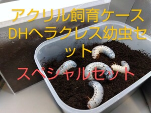 【百鬼丸】DHヘラクレスとスペシャル飼育ケースセット　豪華版