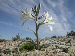 激レア！魅惑！砂漠のユリ Hesperocallis undulate 種子5粒+説明ラベル付き　γ **ц** θ 　⑧